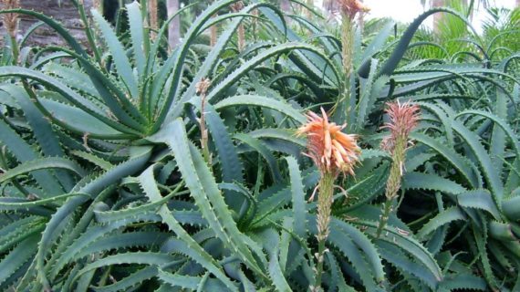 ALOE: UNA PIANTA DALLE PROPRIETA’ BENEFICHE !