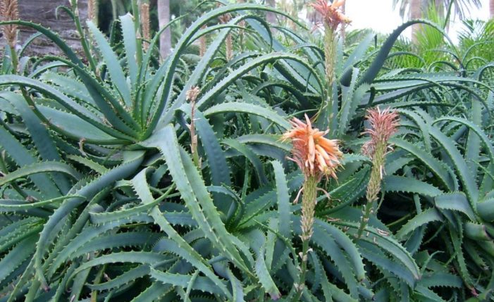 ALOE: UNA PIANTA DALLE PROPRIETA’ BENEFICHE !