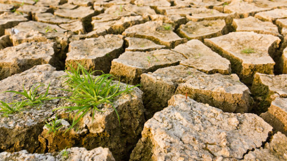 ATTENZIONE ALLA TROPICALIZZAZIONE DEL CLIMA !