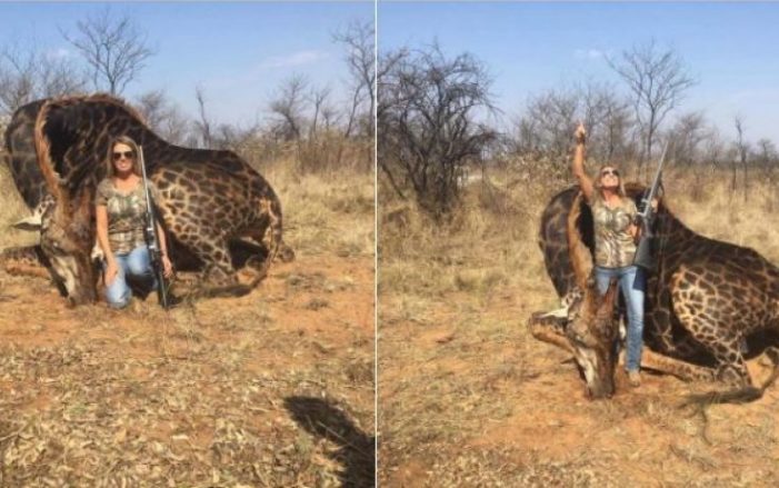 Cacciatrice si vanta di aver ucciso giraffa: insulti e indignazione sui social.