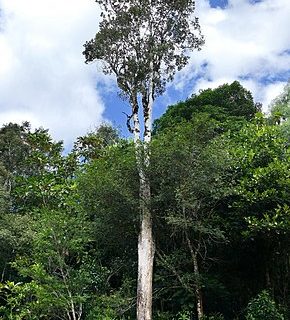 Il caso dello strano albero che “sanguina” metallo.