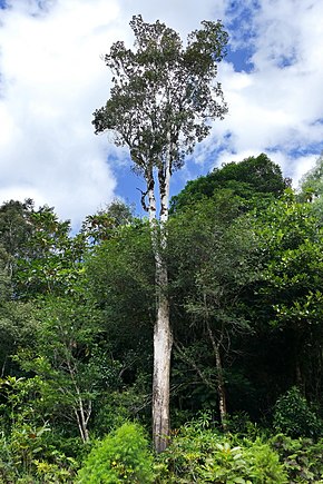 Il caso dello strano albero che “sanguina” metallo.