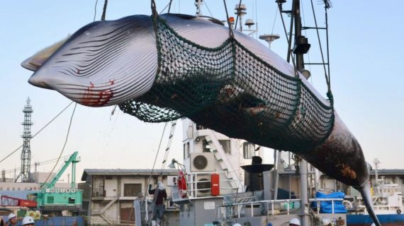 Il Giappone lascia l’Iwc e riprende la caccia alle balene per scopi commerciali.