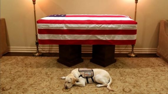 Morto il Presidente Bush e Sully il suo cane, veglia su di lui: la foto è virale.