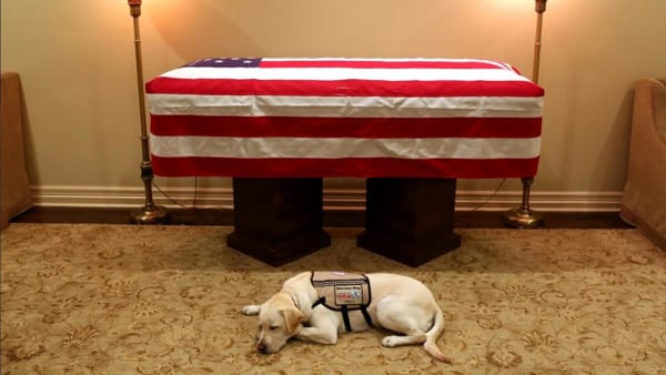 Morto il Presidente Bush e Sully il suo cane, veglia su di lui: la foto è virale.
