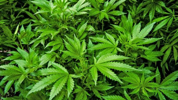 Cannabis, in 11 anni la potenza è raddoppiata in Europa: aumentano rischi per la salute.