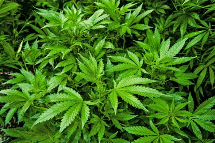 Cannabis, in 11 anni la potenza è raddoppiata in Europa: aumentano rischi per la salute.