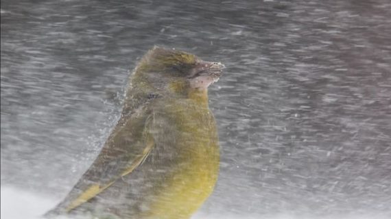 Il ternano David Francescangeli conquista il web, apoteosi social dopo il riconoscimento del National Geographic