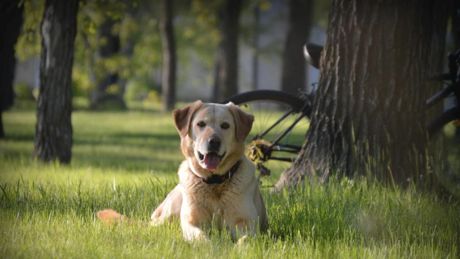 Da una ricerca scientifica: i cani captano i tumori nel sangue dell’uomo con una precisione del 97 per cento.