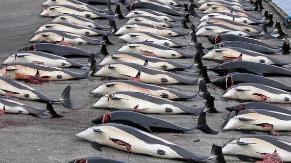 Franco Capanna (Sindacalista Teramo): combattiamo le intollerabili violenze contro gli animali ! Franco Capanna (Sindacalista Teramo): combattiamo le intollerabili violenze contro gli animali !