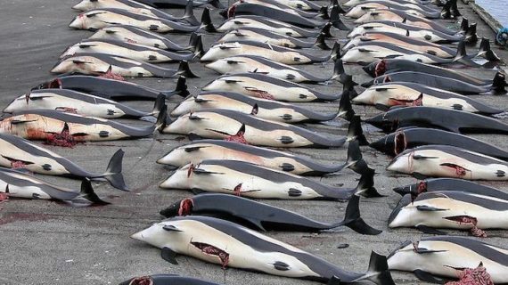 Franco Capanna (Sindacalista Teramo): combattiamo le intollerabili violenze contro gli animali !