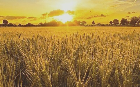 L’IMPORTANZA DELL’AGRICOLTURA NELLA SOCIETA’ CONTEMPORANEA