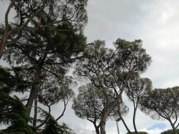 Oggi più che mai abbiamo bisogno di guardare il verde risplendere nei nostri cuori e nel cuore di Roma capitale !