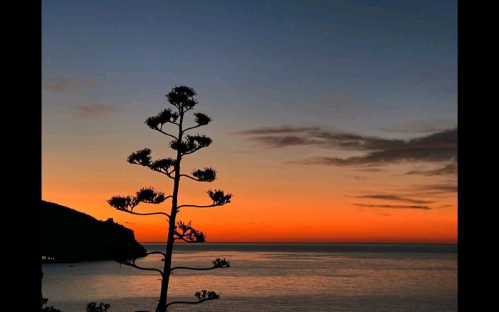 Rubrica: idonidelcuore💖. L’Agave fiorisce mentre muore, come l’anno che va via per dar vita a quello nuovo!